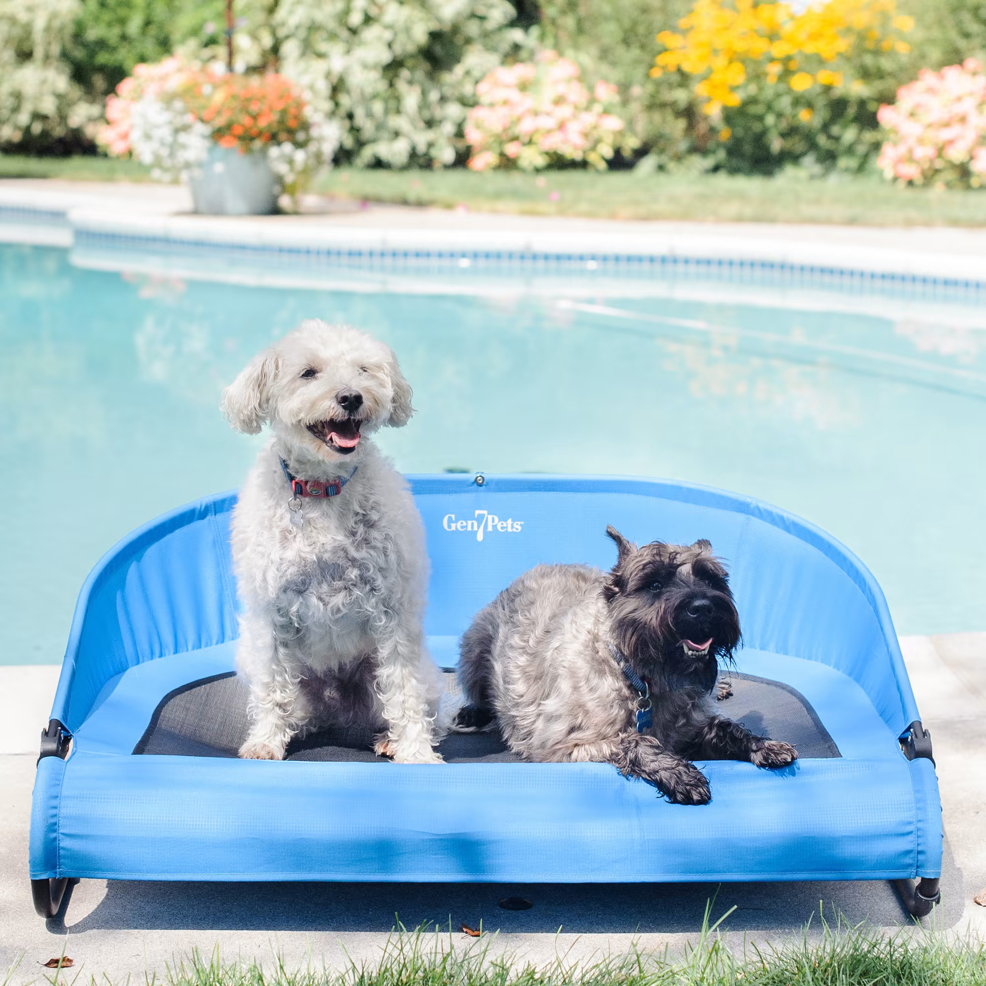 Gen7Pets Trailblazer Blue Cool-Air Cot for Dogs, 26" L X 37.5" W X 7" H | Petco
