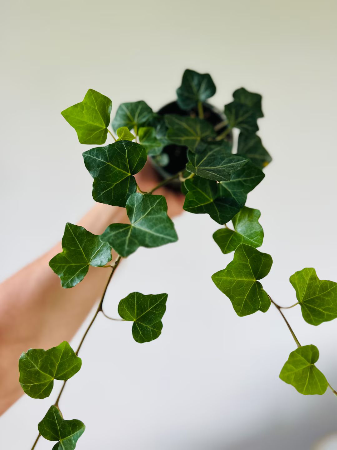 English Ivy Vining Houseplants Easy Plants Live Houseplant in 4 Pot - Etsy | Etsy (US)