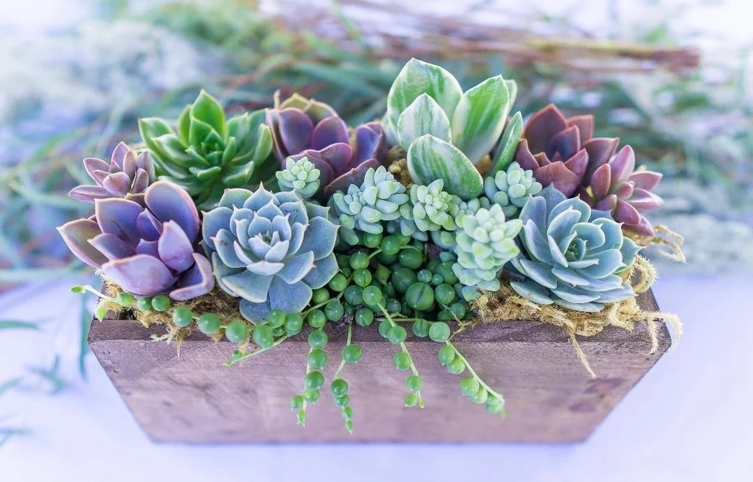 Bring the coastal vibes to your space with the Wind and Sea succulent arrangement from SurfsideSucculents. This handcrafted wooden box, featuring built-in drainage, is filled with a lush, vibrant display of live succulents, styled to perfection and adorned with delicate pearls. Measuring 7.5” x 4” x 3.5”, this self-draining planter is low-maintenance—just keep it in medium light and water sparingly. Each arrangement is uniquely crafted, making it a one-of-a-kind treasure for your home or the perfect gift!

#SucculentDecor #BeachHouseStyle #CoastalVibes #EtsyPlants #CustomArrangements #SurfsideSucculents #IndoorPlants

#LTKSeasonal #LTKGiftGuide #LTKHome