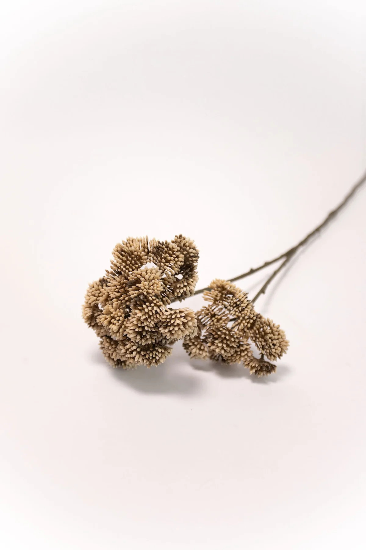 Seed Cluster Stem - 27" | THELIFESTYLEDCO