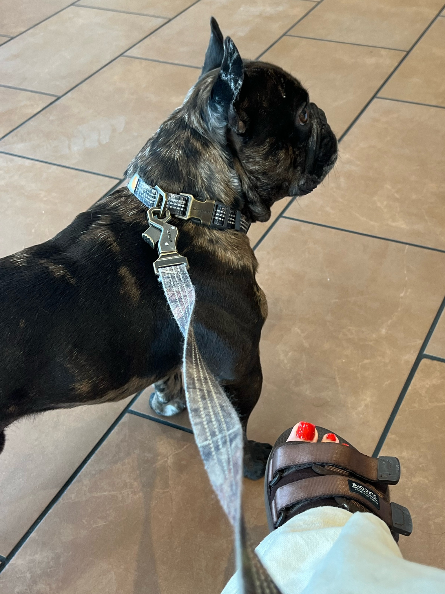 king leash