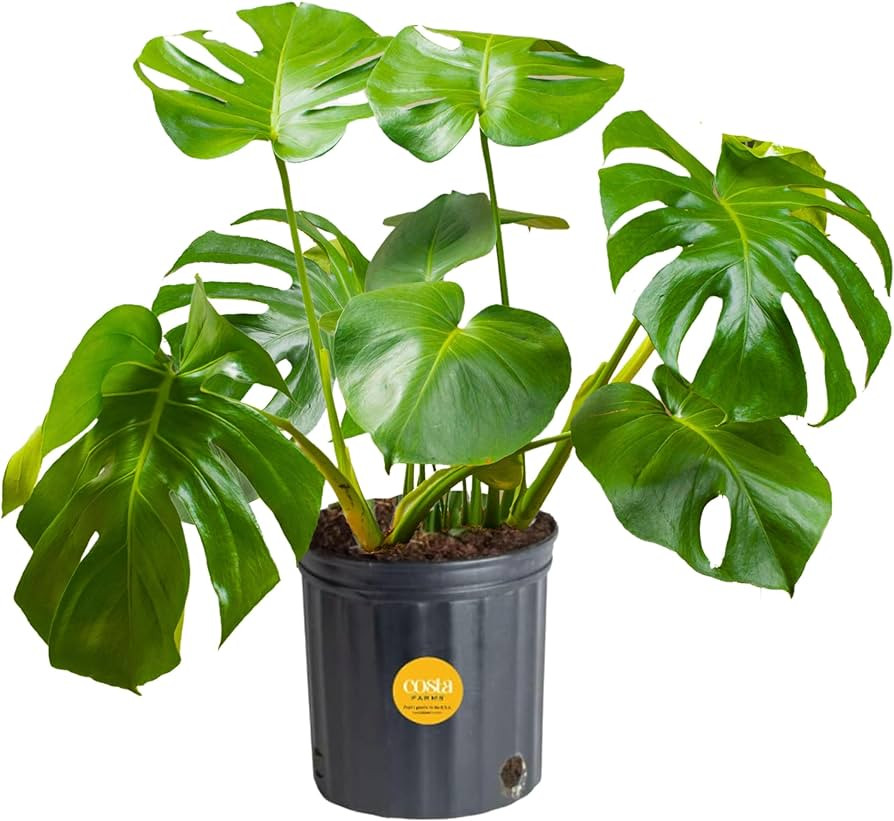 Costa Farms Monstera Swiss Cheese Plant, Live Indoor Plant, Easy to Grow Split Leaf Houseplant in... | Amazon (US)