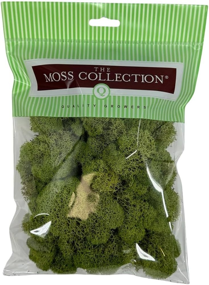 Preserved Reindeer Moss - Moss for Crafts, Home Decor, Art, Design & DIY Projects - Non-Toxic - U... | Amazon (US)