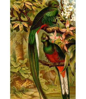'Quetzal' by F.W. Kuhnert Painting Print | Wayfair North America