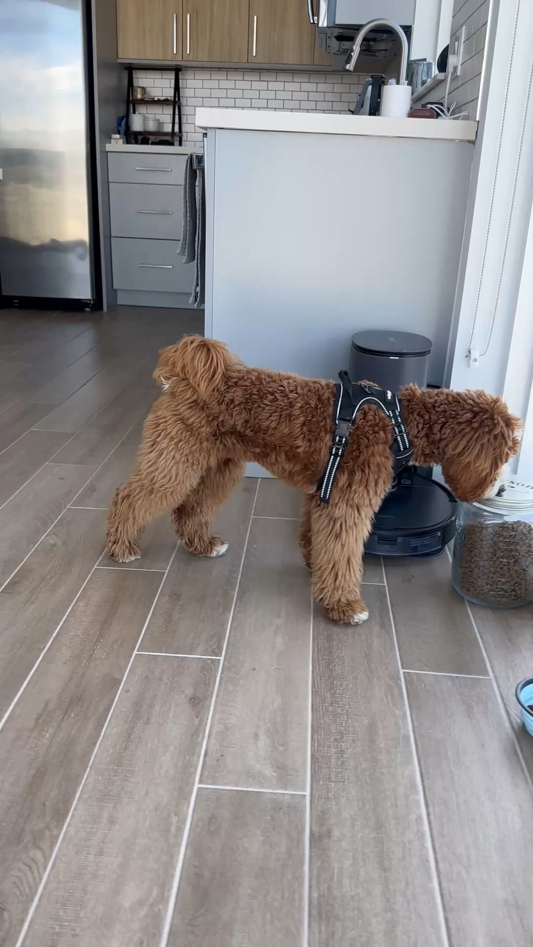 Daps doing his little sniff test & security check on his pet essentials. 🐾😂 Just making sure everything is paw-approved!

#DogMom #PetEssentials #DogEssentials #AmazonFinds #GoldenDoodle #DoodleLife #PetCare #xoJalonda

#LTKfoodie #LTKmomlife #LTKHome