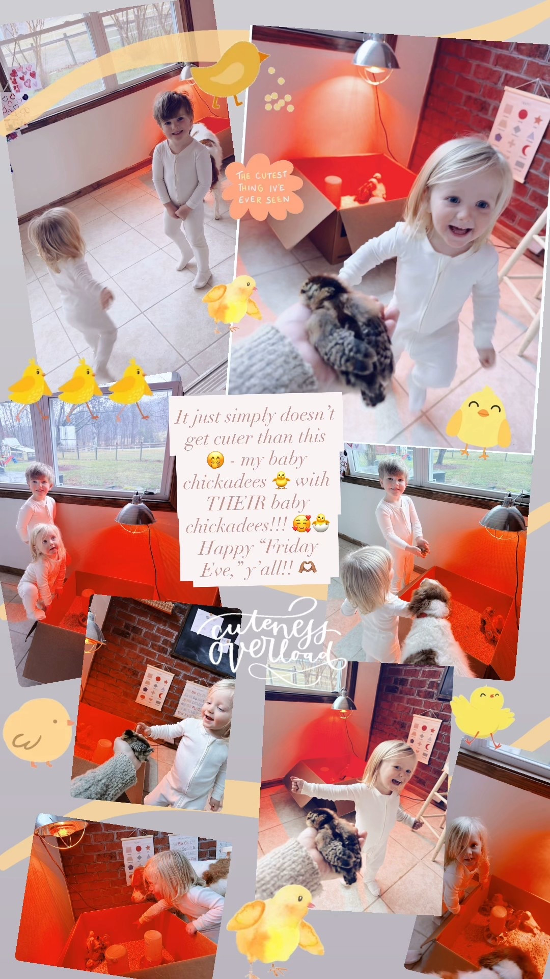 It just simply doesn’t get cuter than this 🤭 - my baby chickadees 🐥 with THEIR baby chickadees!!! 🥰🐣 Happy “Friday Eve,” y’all!! 🫶🏽