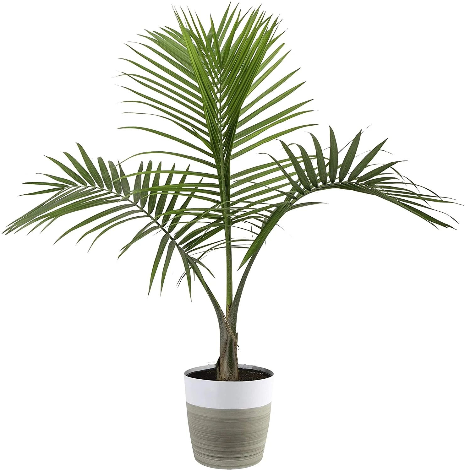 Costa Farms Majesty Palm Tree, Live Indoor Plant, 3 to 4-Feet Tall, Ships with Décor Planter, Fr... | Walmart (US)