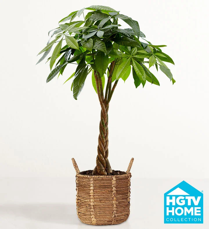 1-800-Flowers Plant Delivery Hgtv Home Money Tree - Large Plant | 1800flowers.com