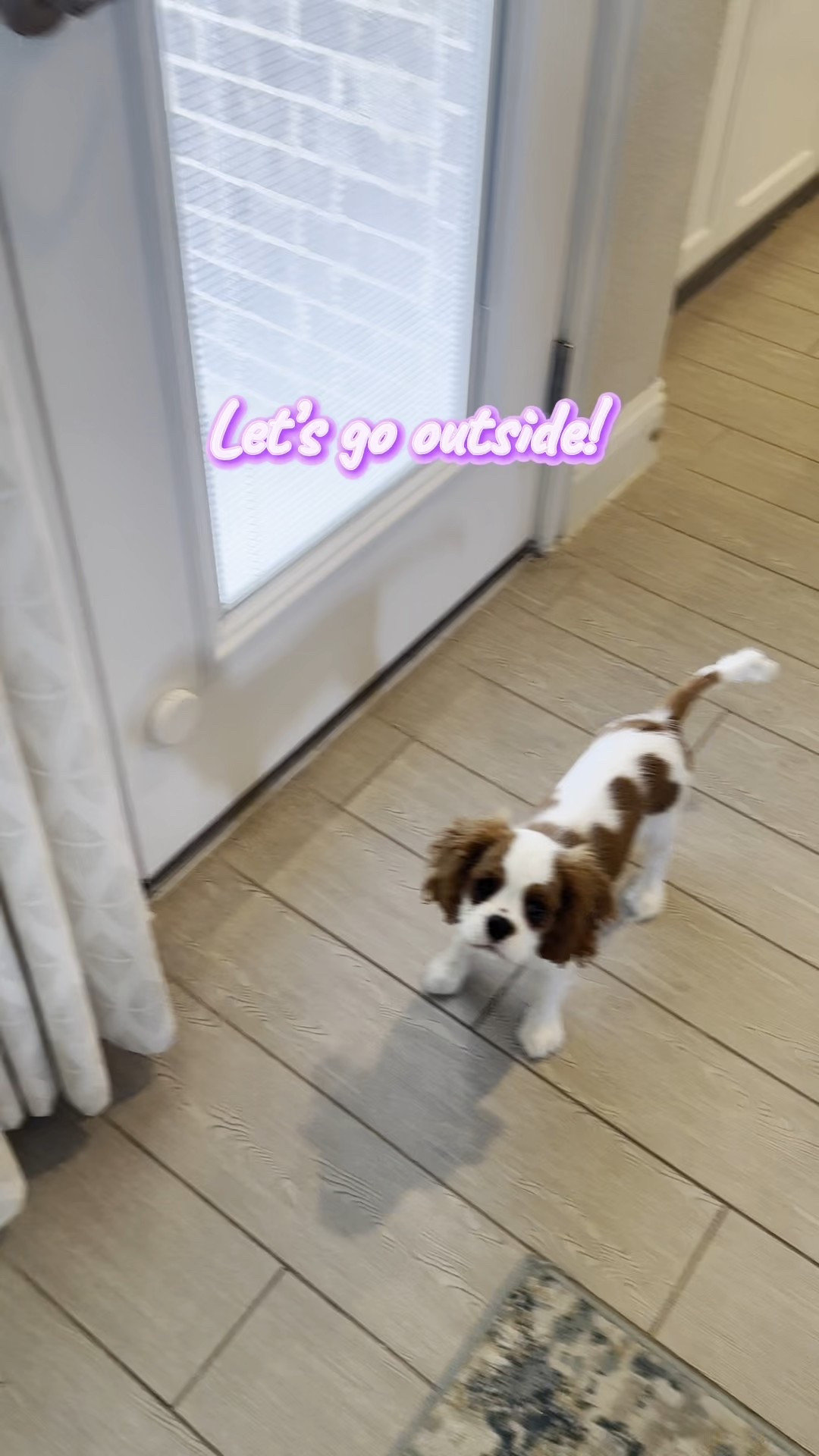 Dog Doorbell Wireless Dog Door Bells for Potty 

#LTKSaleAlert #LTKFindsUnder50 #LTKPets