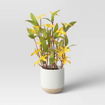 Small Forsythia Potted - Threshold™ | Target