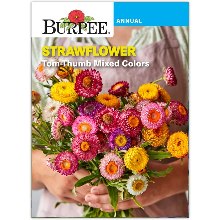 Burpee Tom Thumb Mixed Colors Strawflower | Walmart (US)