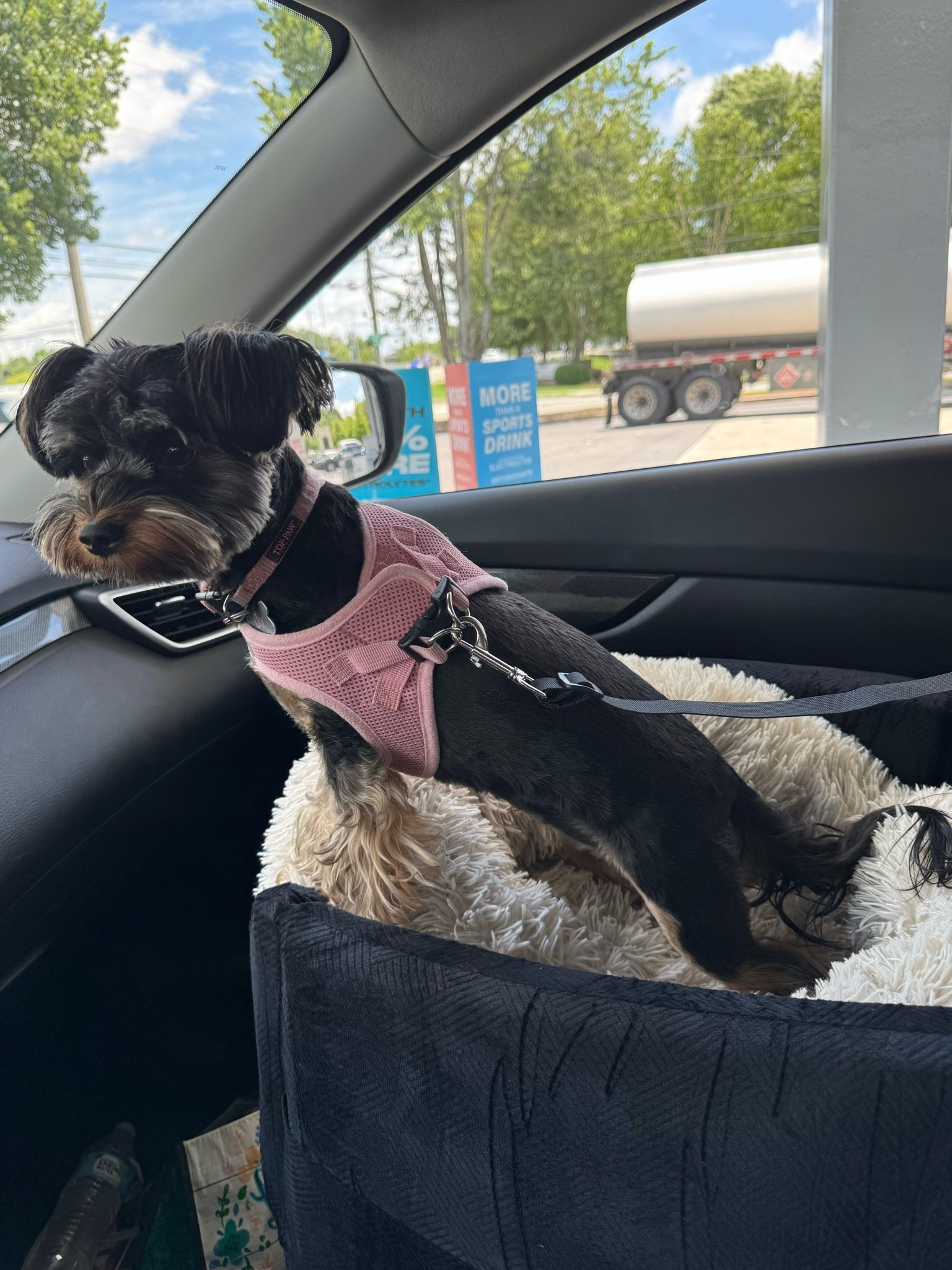 Finally bought Lily a carseat so that she can be extra safe on our adventures!!🥰🐶🚗

#LTKmomlife #LTKKids