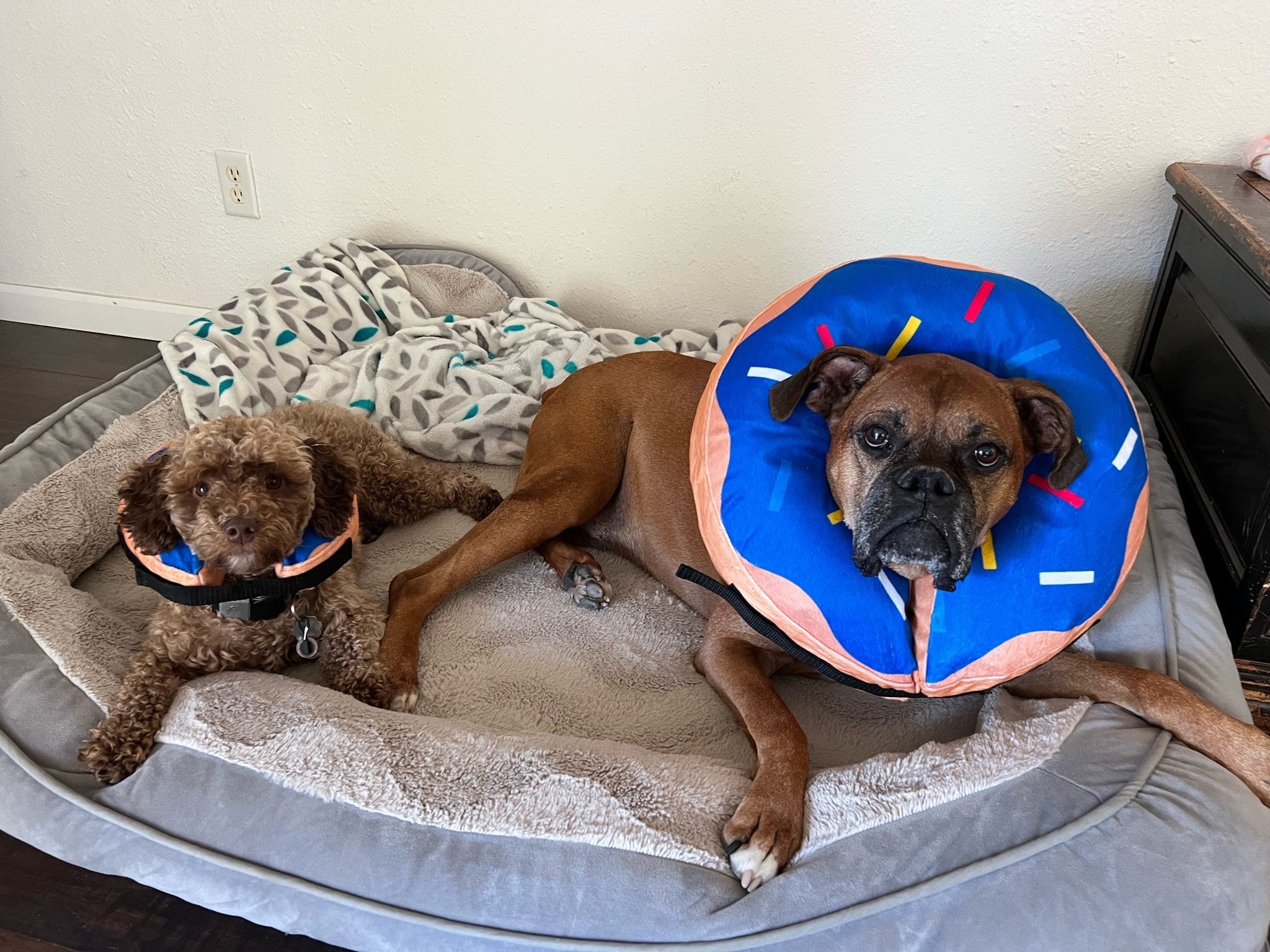 big donut 🍩 lil donut 🍩 
- recover from surgery with a comfy donut and ditch the cone 



#LTKstyletip #LTKSale #LTKunder50