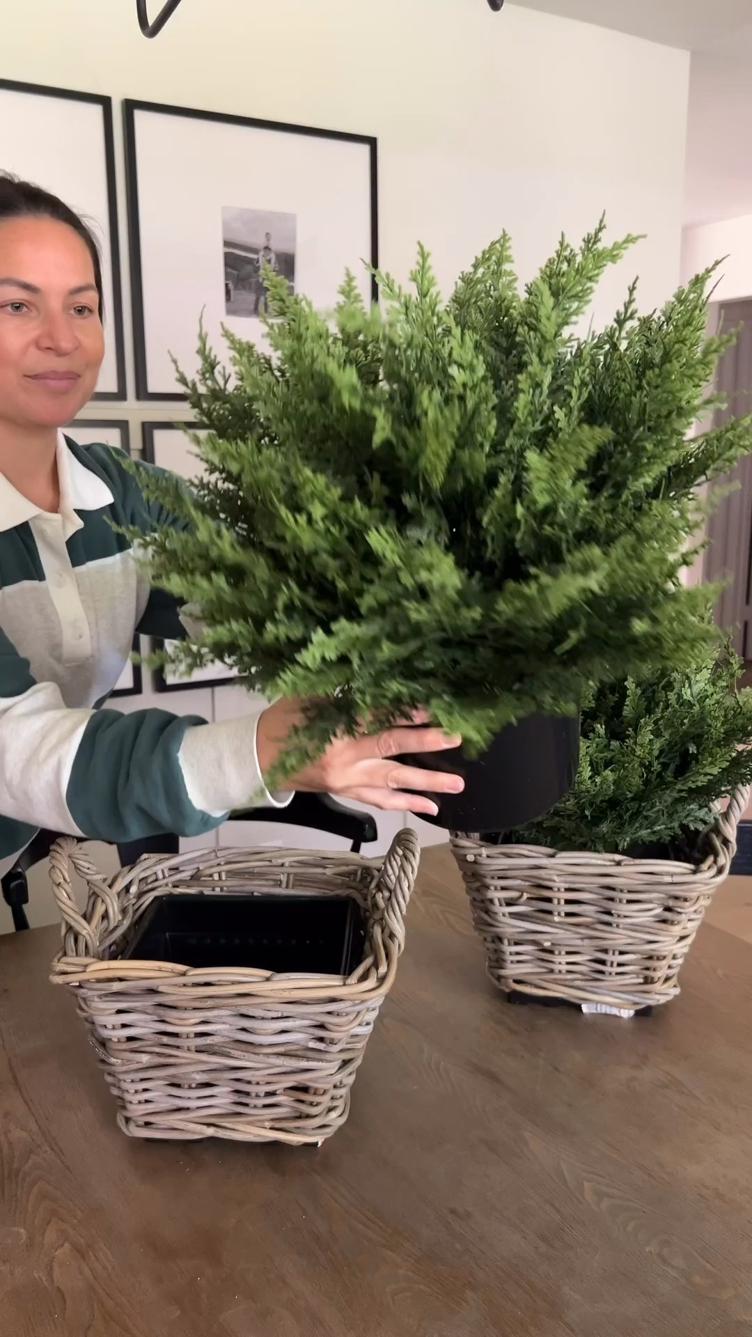 Affordable set of 2 cedar shrubs on sale!!