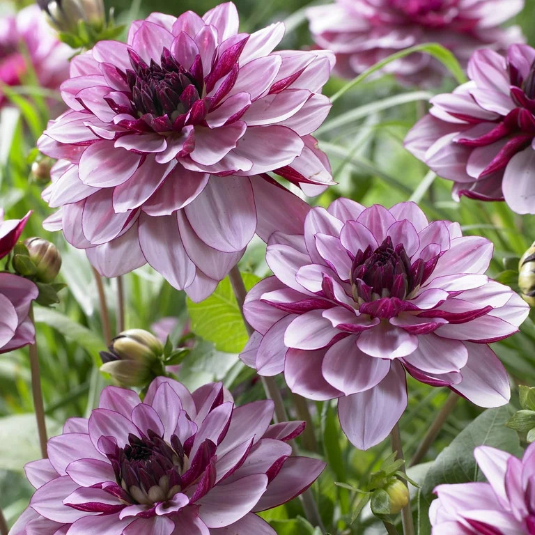 Van Zyverden Dahlia Crème De Cassis Dormant Bulb Full Sun, Purple | Walmart (US)