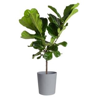 Fiddle Leaf Fig Indoor Plant in 10 in. Natural Planter, Average Shipping Height 3-4 ft. Tall | The Home Depot