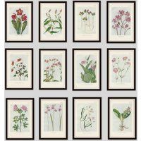 Any 6 Botanical Prints, Set of 6, Antique Botanical, Botanical Print Set, Set of Prints, Cottage Decor, Victorian, Lithograph, Wildflower | Etsy (US)