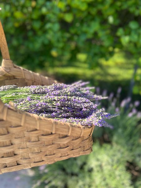 Lavender picking is a highlight of the Summer 

#LTKTravel