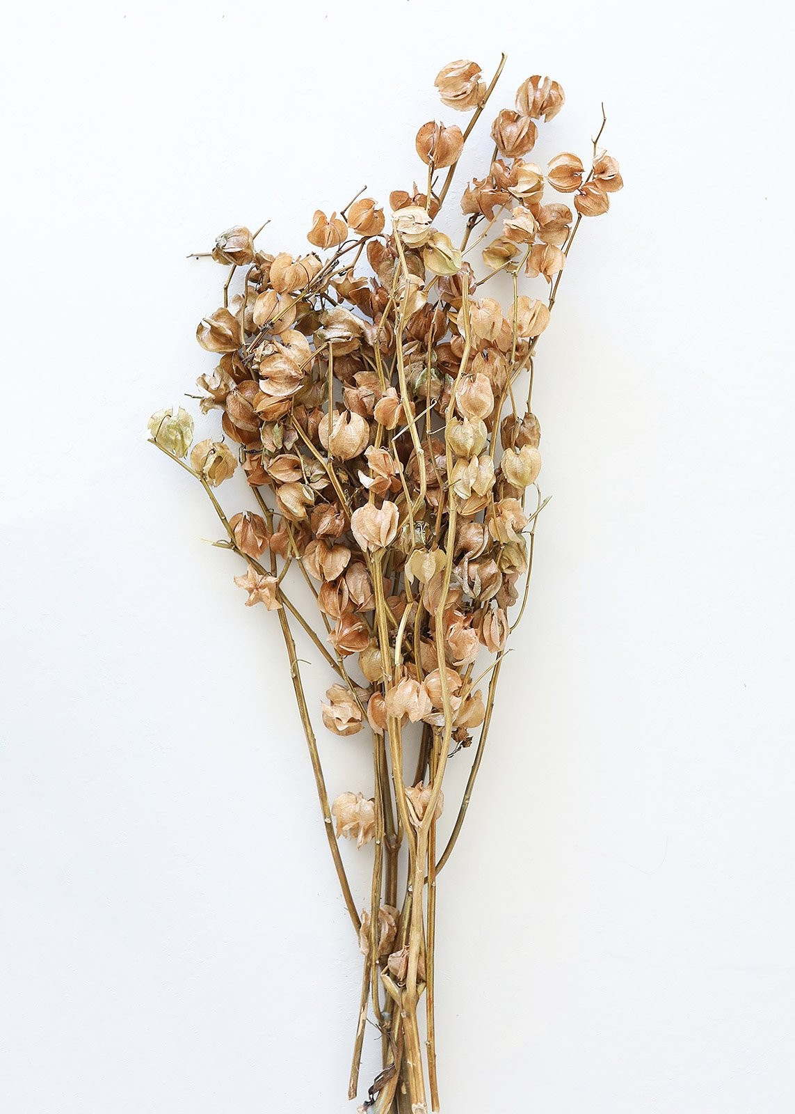 Dried Decor Accents Cape Gooseberry Pods - 20-30" Tall | Afloral (US)