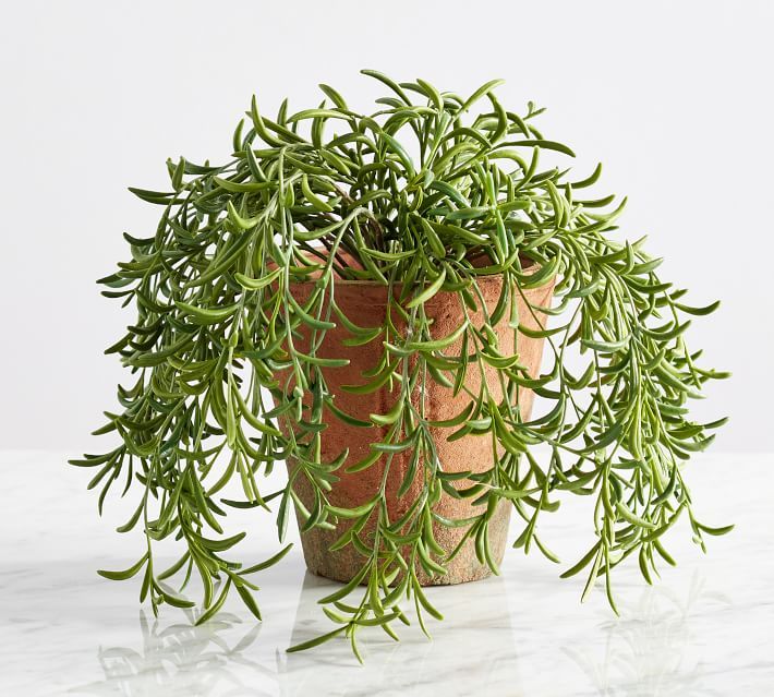 Faux Potted String of Fishhooks Plant, Medium | Pottery Barn (US)