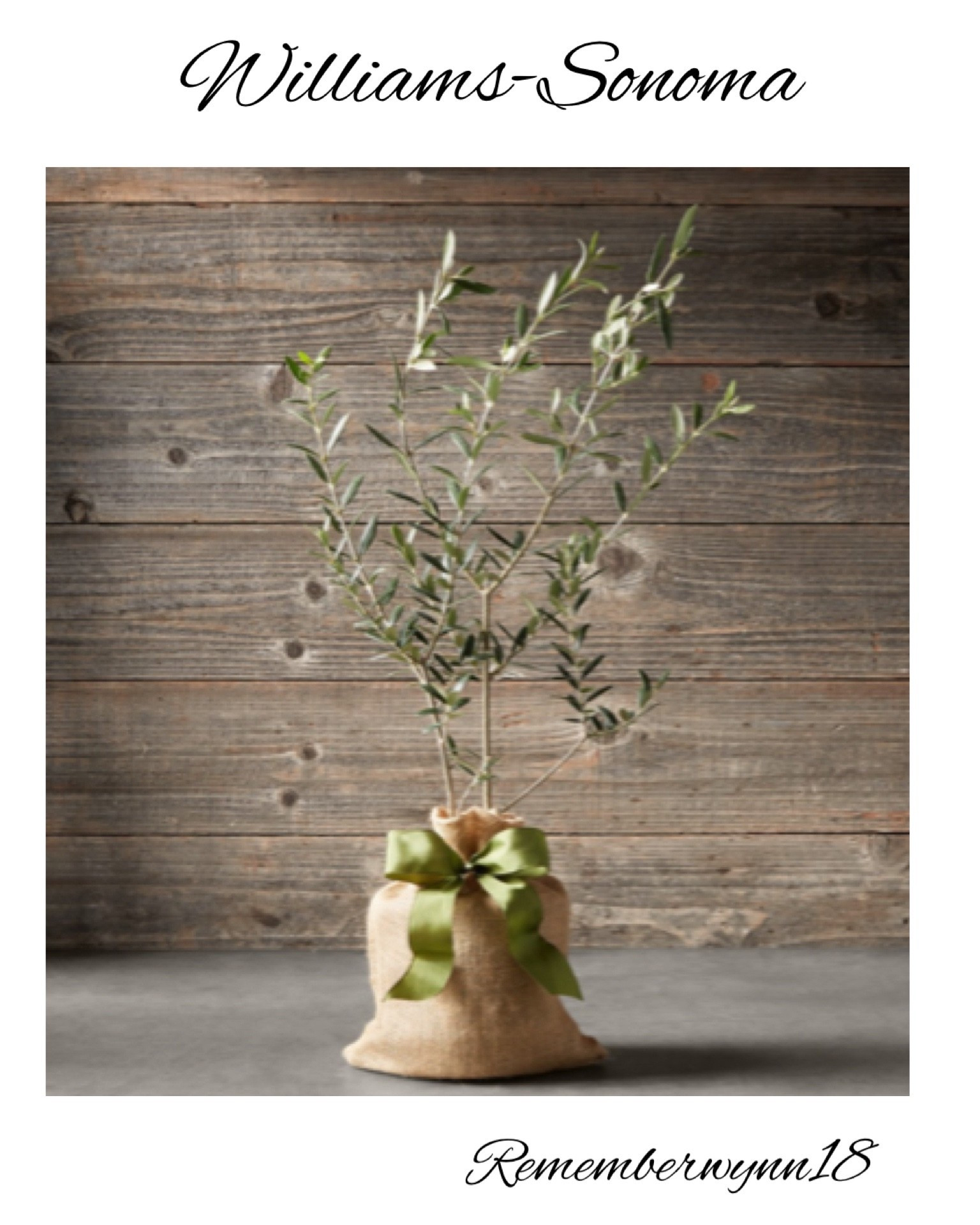 I love the simplicity of an olive tree! Whether in ground or in a beautiful pot, they make a lovely addition to your garden. And, most can withstand mild winters. 

Live olive trees
Outdoor trees
Gardening essentials 
Williams-Sonoma 
Landscape ideas 
Winter gardening 
Rememberwynn18

#LTKWedding #LTKHome #LTKGiftGuide