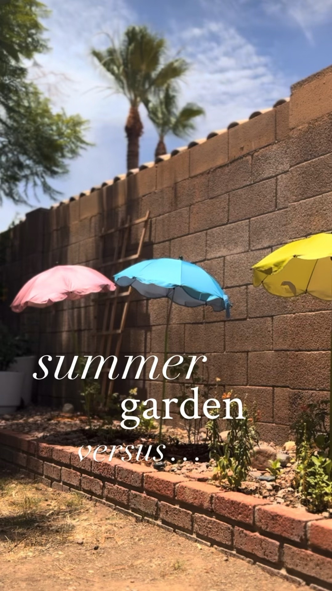 these little plant umbrellas are a lifesaver during our super hot summer months! the allow my young roses (and other sensitive plants) to grow without the stress of leaf burn, scorch and just being in the hot sun all day.

i do not feed my roses during the summer, but i will link what i use throughout the year

#LTKHome #LTKdayinmylife #LTKSeasonal