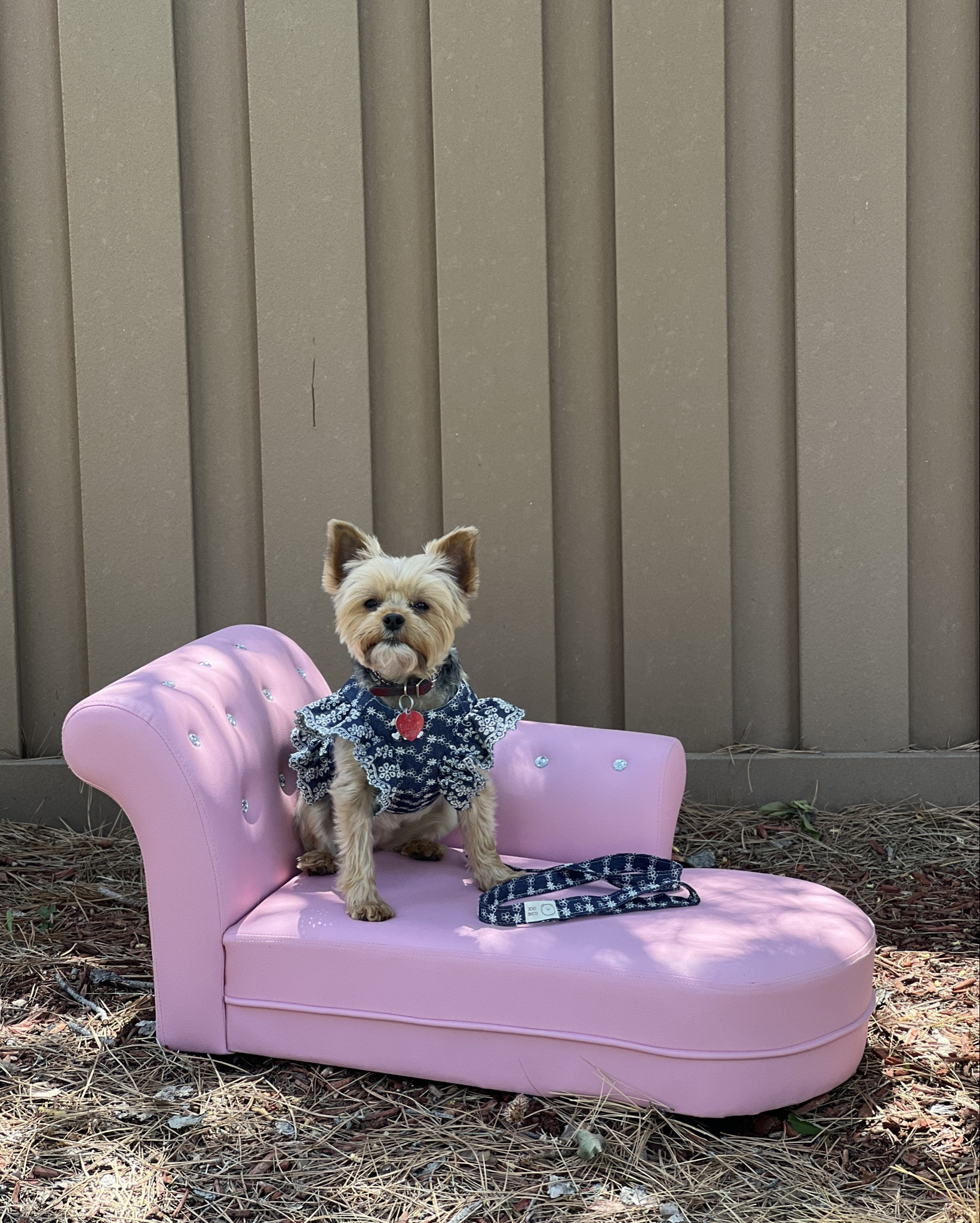It’s easy to have cute and functional furniture for your dogs and cats! 
This is a BTS with our Yorkie modeling her outfit from a local small business in Colorado. 
I think all 3 pets feel like royalty on it!

#LTKFindsUnder100 #LTKHome