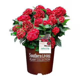 2 Gal. Heart Throb Hydrangea with Cherry Red Flowers | The Home Depot