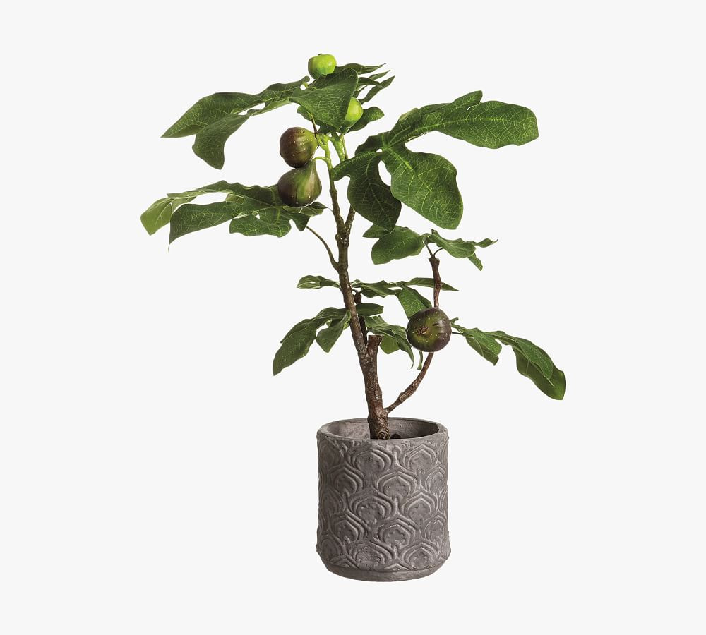 Faux Fig Tree In Terracotta Planter | Pottery Barn (US)