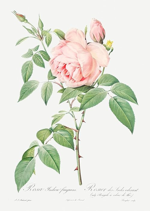 Eurisko Studios Botanical Plant Print - Rosa indica fragrans (Fragrant Rosebush) by Pierre Joseph... | Amazon (US)