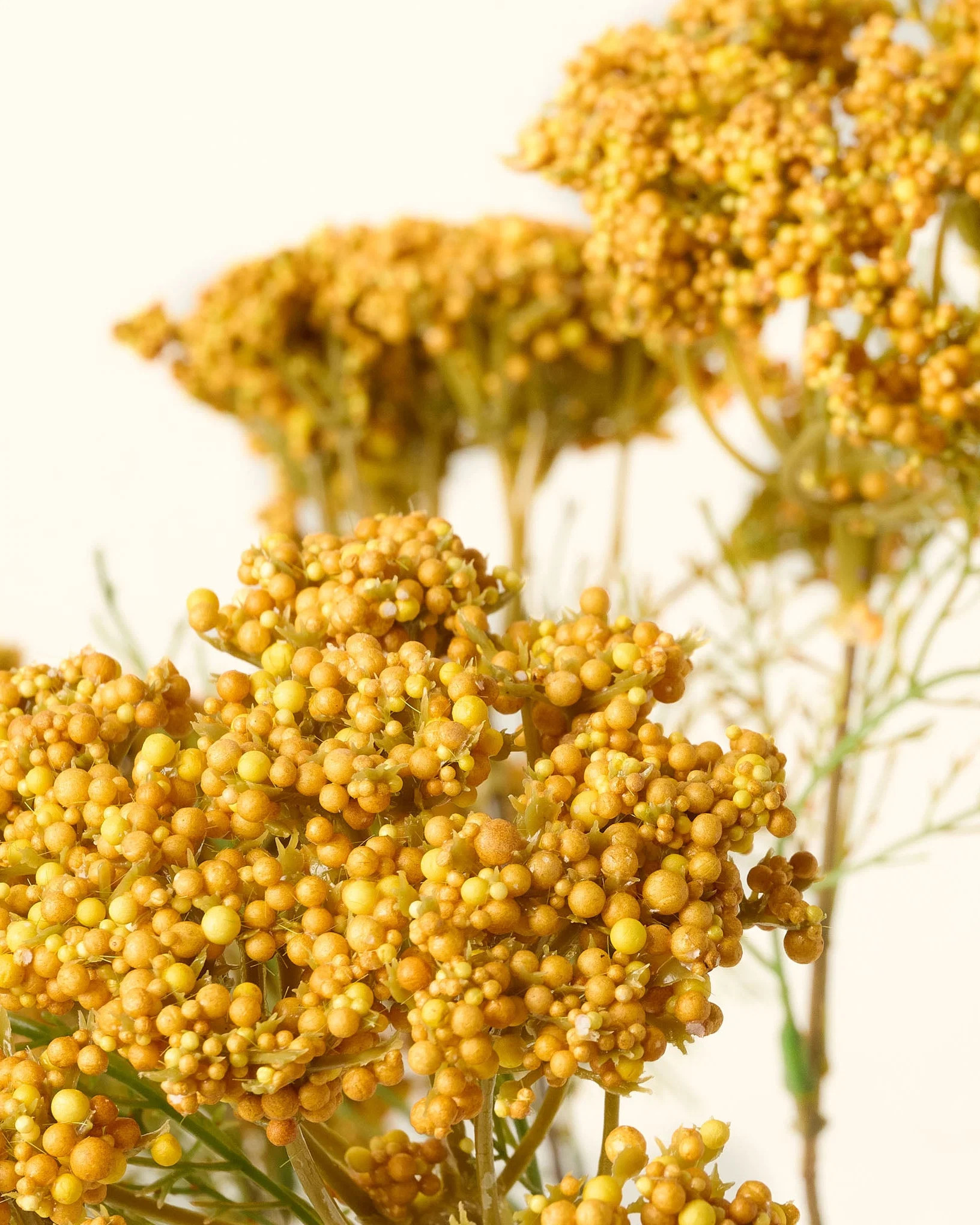 Yellow Queen Anne Lace Bush | Magnolia