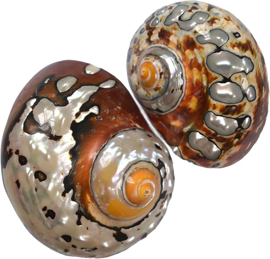 2pcs Hermit Crab Turbo Shells, M/L Size Opening 1.3-1.9" Natural Sea Conch, Turbo Seashells for H... | Amazon (US)