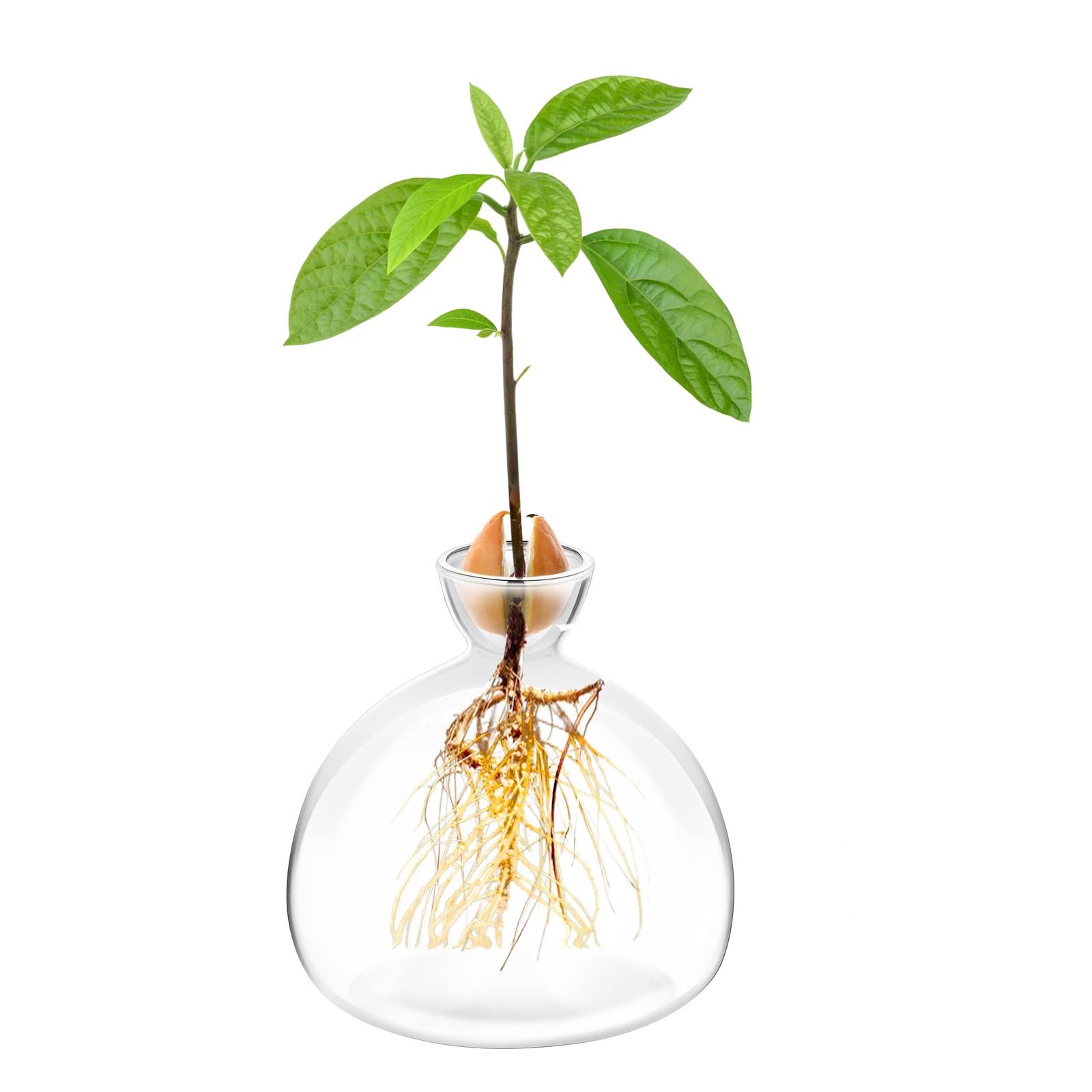 Avocado Seed Starter Planter Vase Pot Avocado Tree Growing Kit Glass Vases Grow Avocado Trees at ... | Amazon (US)