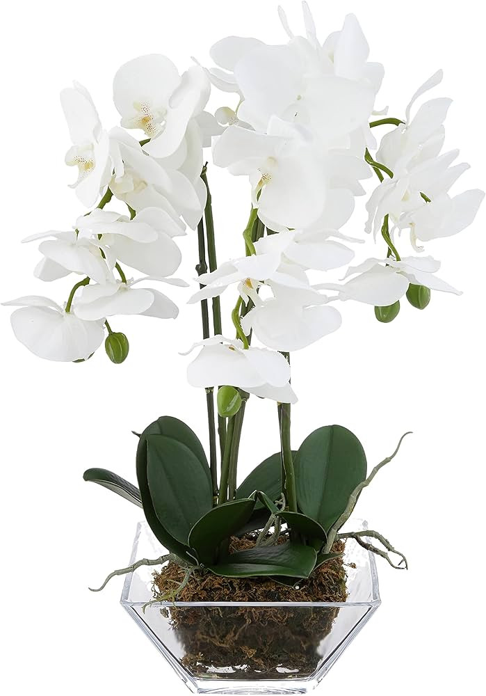 Nearly Natural 4570 Triple Phalaenopsis Orchid in Glass Vase,Green/White | Amazon (US)