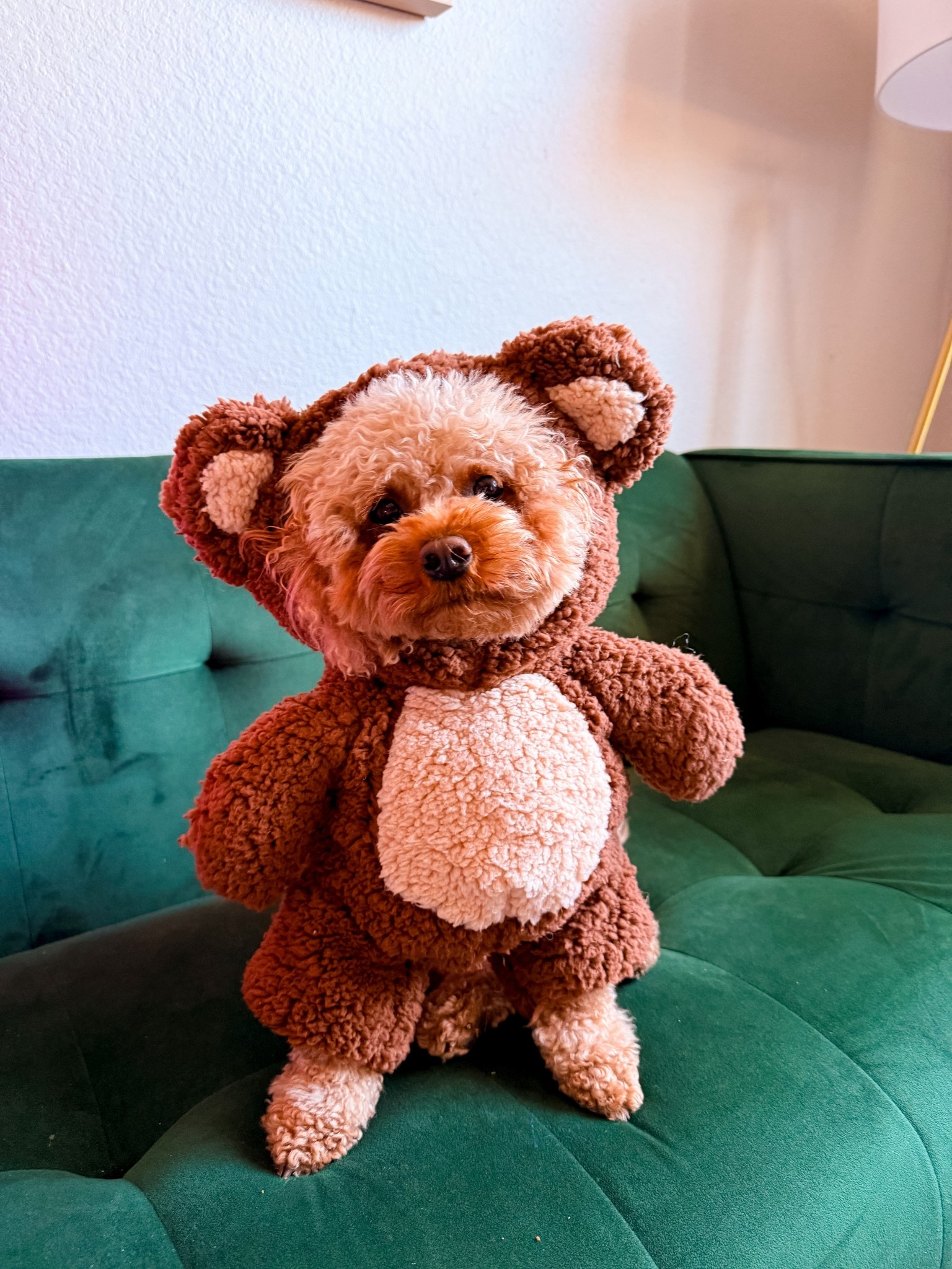 🐾 Too cute to handle 🐾
Because your furry bestie deserves to be the star of the season 💕

#PetStyleGoals #CutestDogEver #DogOutfitInspo

#LTKStyleTip #LTKFamily #LTKPets