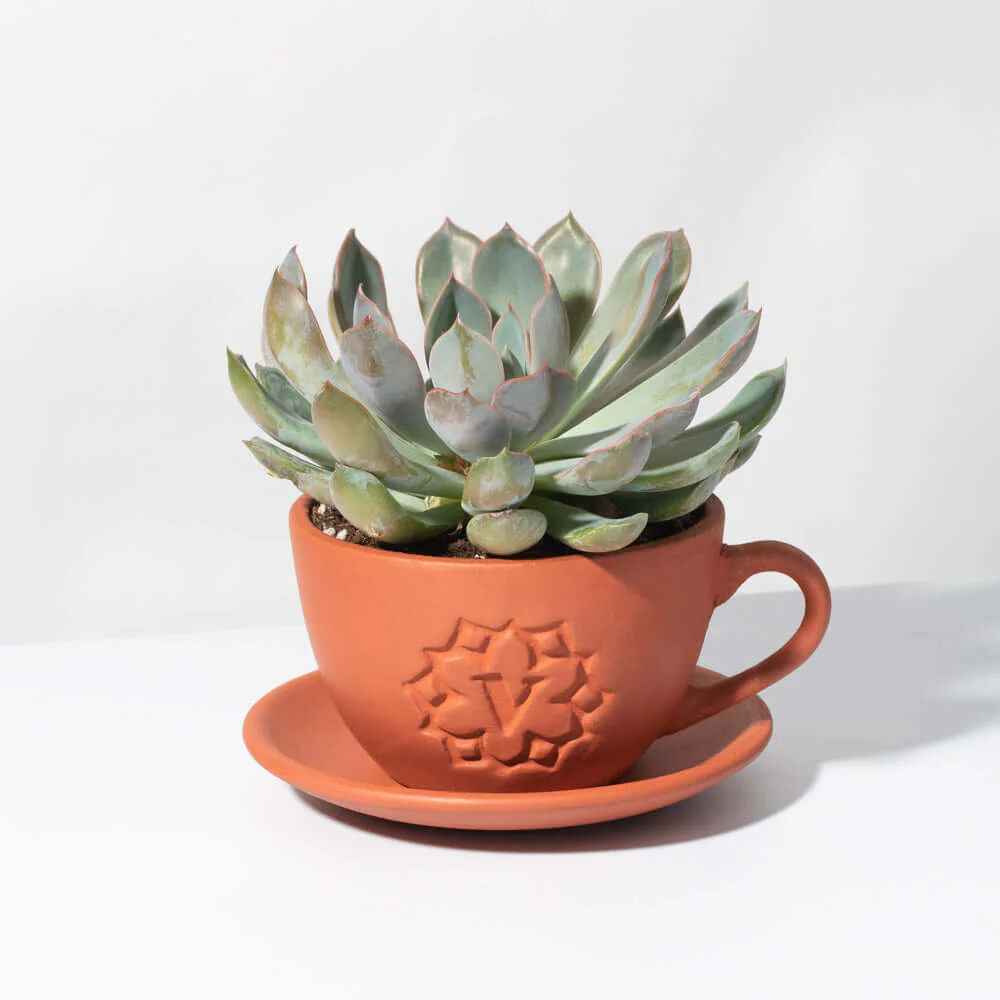 Echeveria Growers Choice Assorted Mystery Succulent | Verdant Lyfe