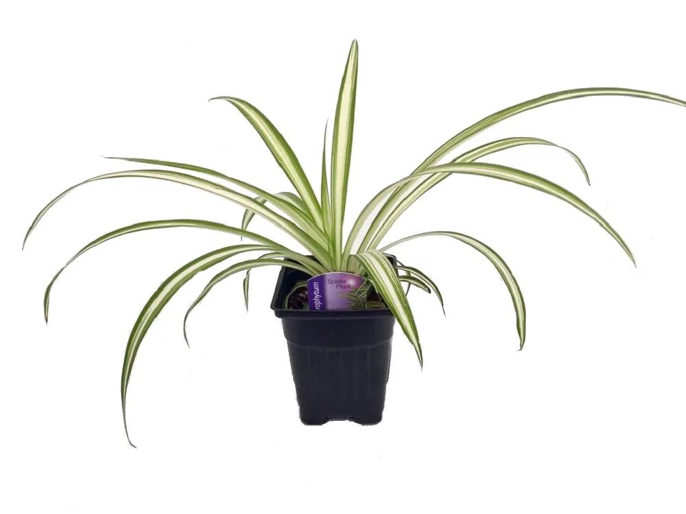 Hirt's Ocean Spider Plant - Easy to Grow - Cleans the Air - NEW - 3.5" Pot | Walmart (US)