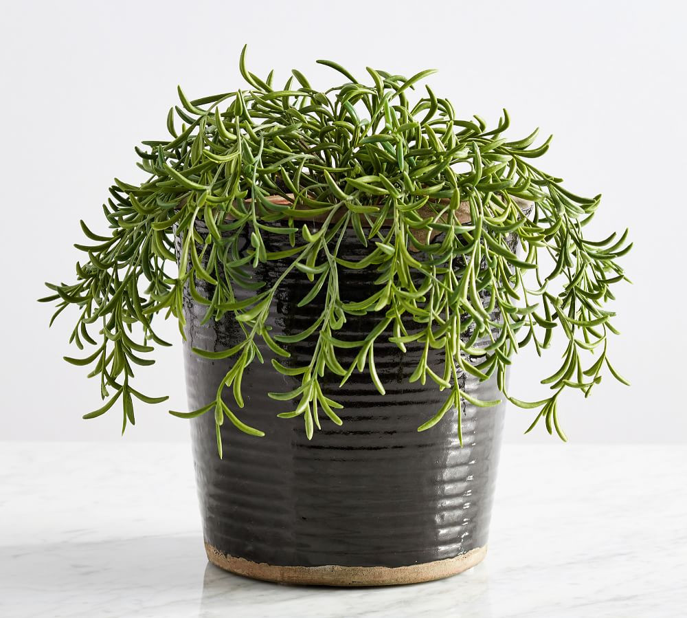 Faux Potted String of Fishhooks Plant | Pottery Barn (US)