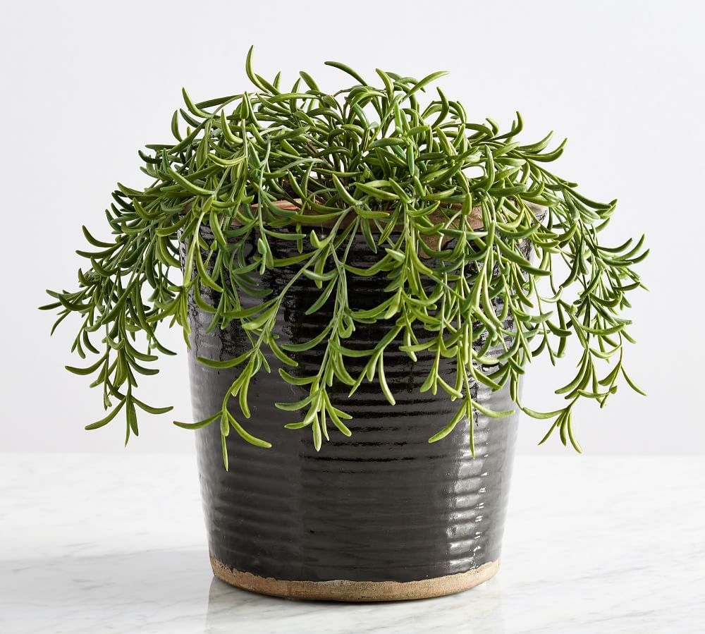 Faux Potted String of Fishhooks Plant | Pottery Barn (US)