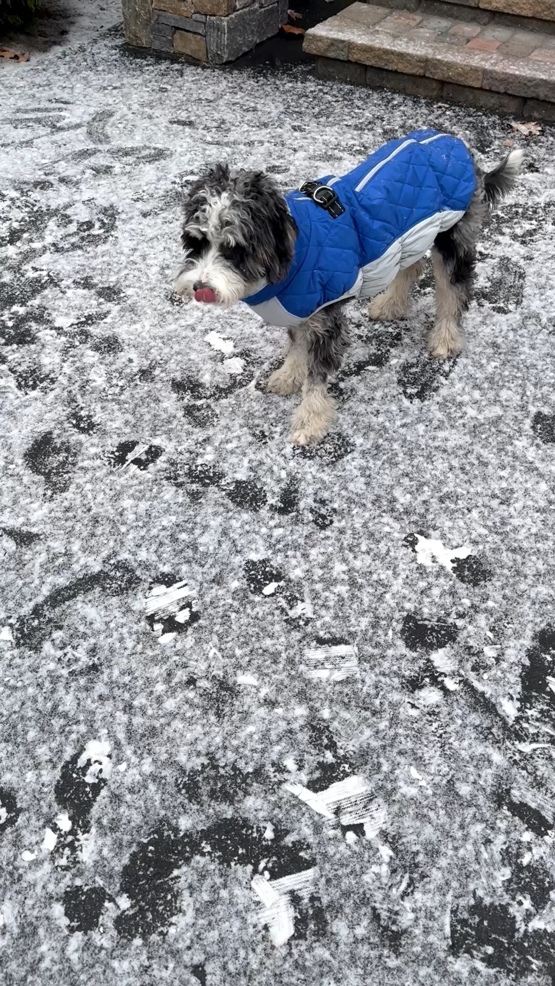Moose’s first snow! Moose is a 25lb mini bernedoodle pup wearing an xl.

Winter coats, dog coats, puppy, pet gifts

#LTKGiftGuide #LTKFindsUnder50 #LTKSeasonal