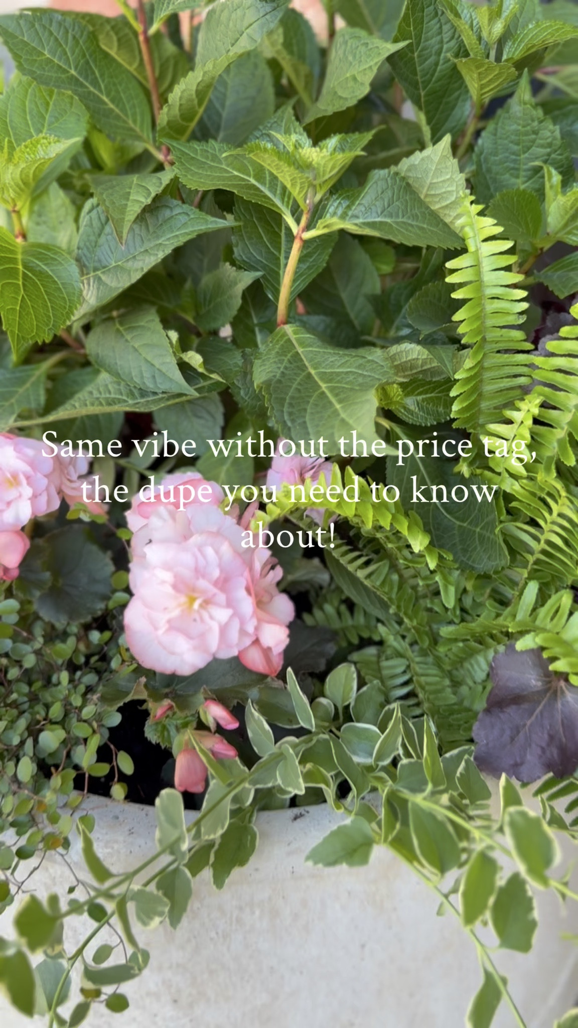 Little porch refresh, big impact! Sharing my planter formula, a money saving fill hack, and the prettiest plants for that full, layered look. Using a rainfall watering wand to water them. Planter dupe linked as well. 

Plants:
🤍Endless Summner Cloud hydrangea- this will bloom white flowers 
🩷Coral Bells Heuchera Indian Summer Bilberry 
💚Kimberly Queen fern 
💚Vinca vine Vinca major- this will trail over the planter 
🩷Begonia Hiemalis Move 2 Joy Pink
💚Wire vine Muehlenbeckia- this will trail over the planter 


#LTKSeasonal #LTKHome