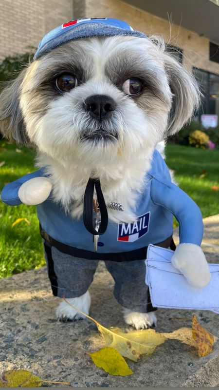 Ralphie is a 15 pound male Shih Tzu and took size S. 

#LTKunder100 #LTKunder50 #LTKHalloween