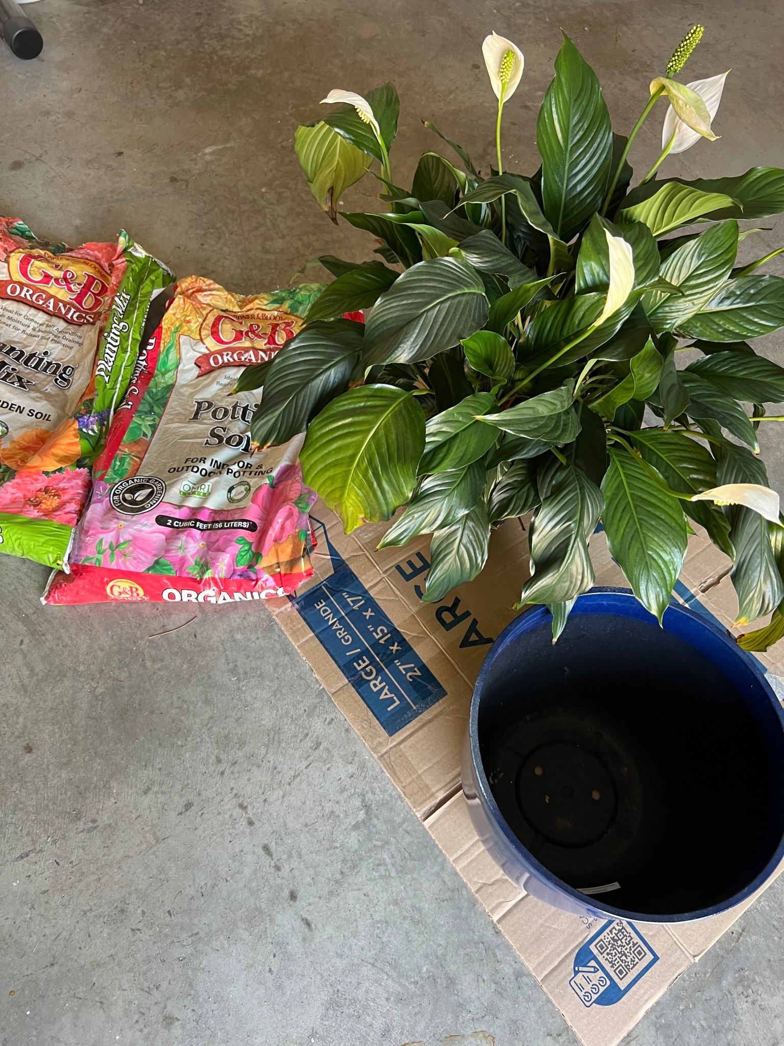 Transplanting my Peace Lily today! 

BellaGrey Designs
Plants
Repotting
Transplanting
Potting plant
Gardening soil
House plant 
￼

#LTKHome #LTKmomlife