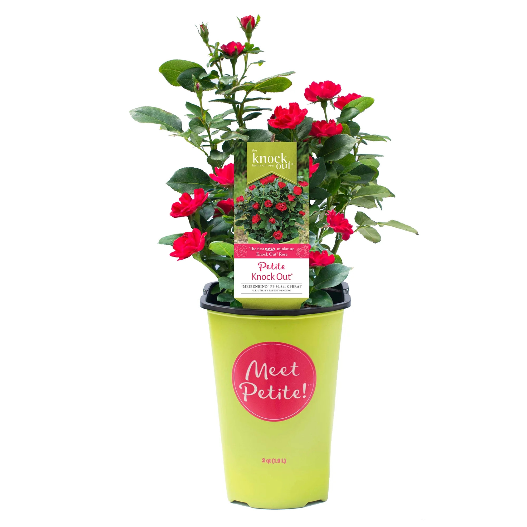 'The Petite Knock Out® Rose' Live Shrub  (2 Quart) | Walmart (US)