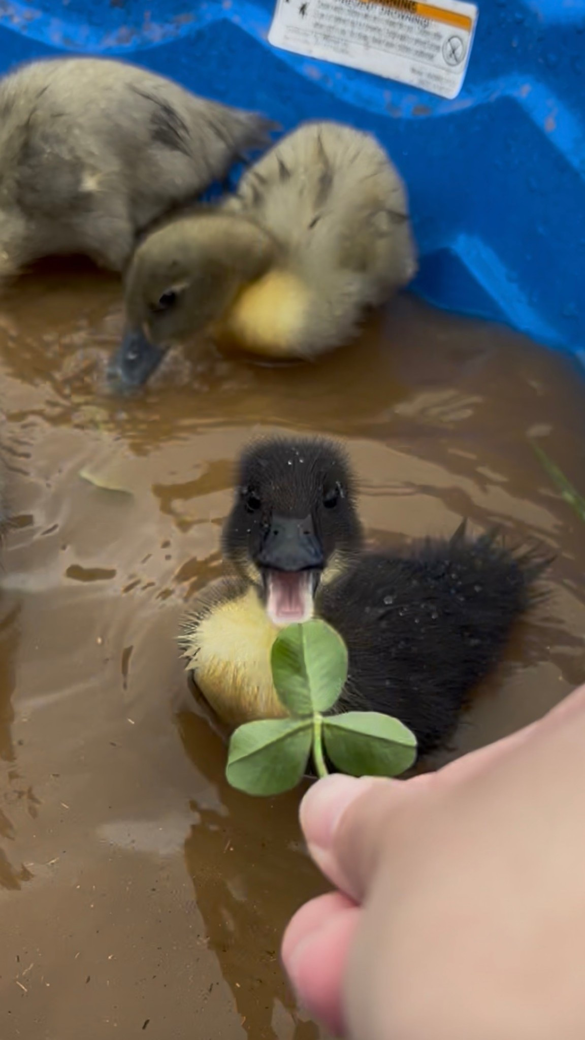 Everyone say hello to beaus duck he named Shark hahah linking the pools we got for them!

#LTKBaby #LTKHome #LTKKids