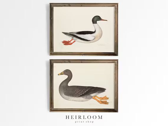 Duck Painting  Bird Prints  Vintage Print  SHIPPED PRINTS  - Etsy | Etsy (US)
