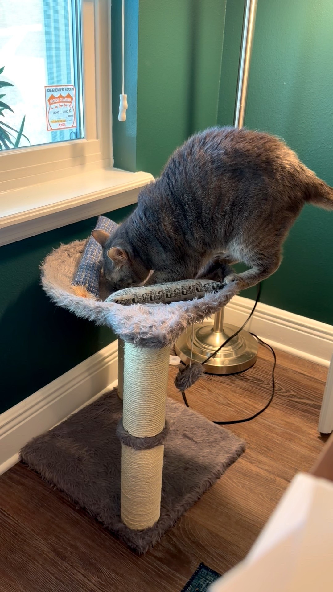 My cat Olivia was very happy with the extra catnip spray I put on her comfy little hammock bed today! 

#LTKvlog #LTKdayinmylife #LTKHome