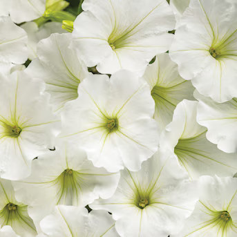 Proven Winners White Supertunia Vista Snowdrift (Petunia) in 4.25 Inch(es) Pot 4 -Pack | Lowe's