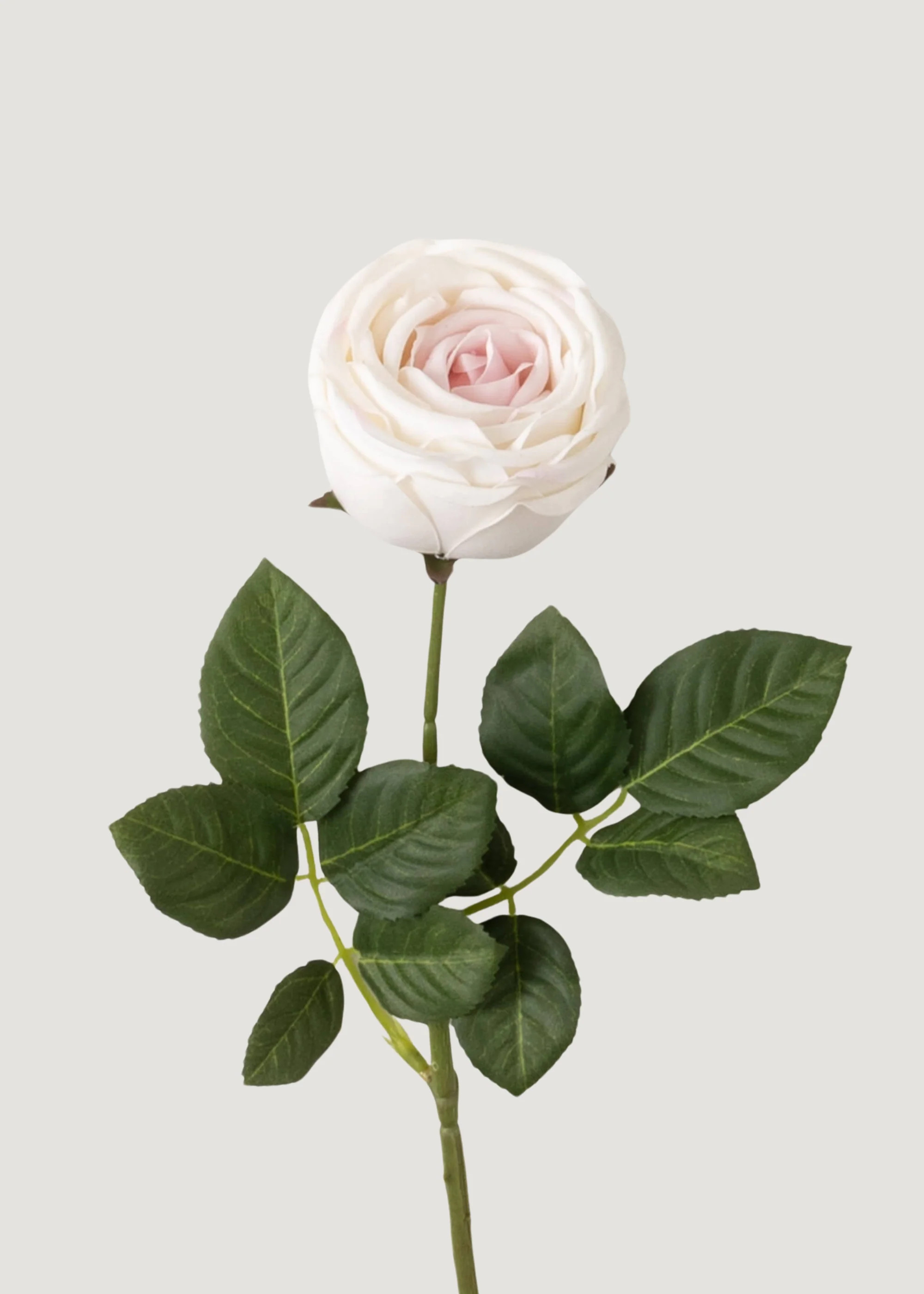 Real Touch Rose in Cream | Permanent Fake Flowers | Afloral | Afloral