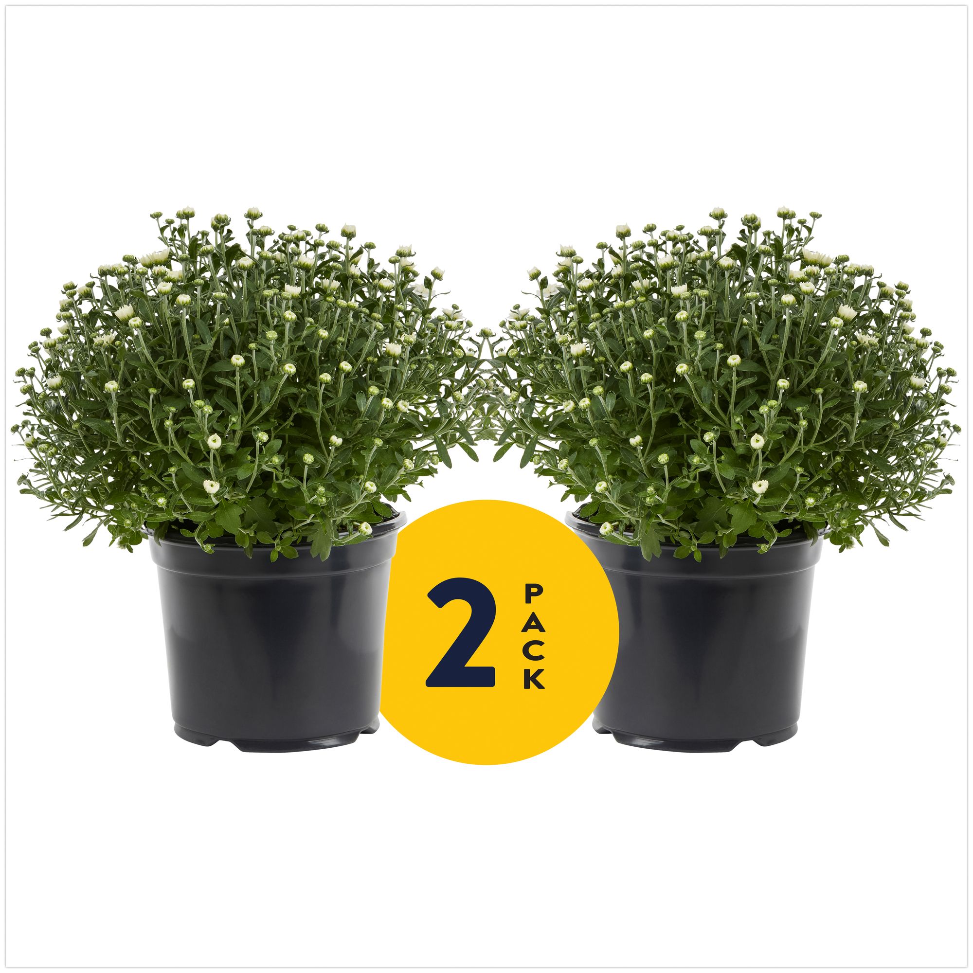 Expert Gardener 3QT White Garden Mum Live Plants (2 Pack) with Grower Pots - Walmart.com | Walmart (US)